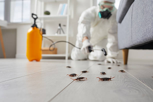 Post-Treatment Bed Bug Interceptor Monitoring in Oak Grove